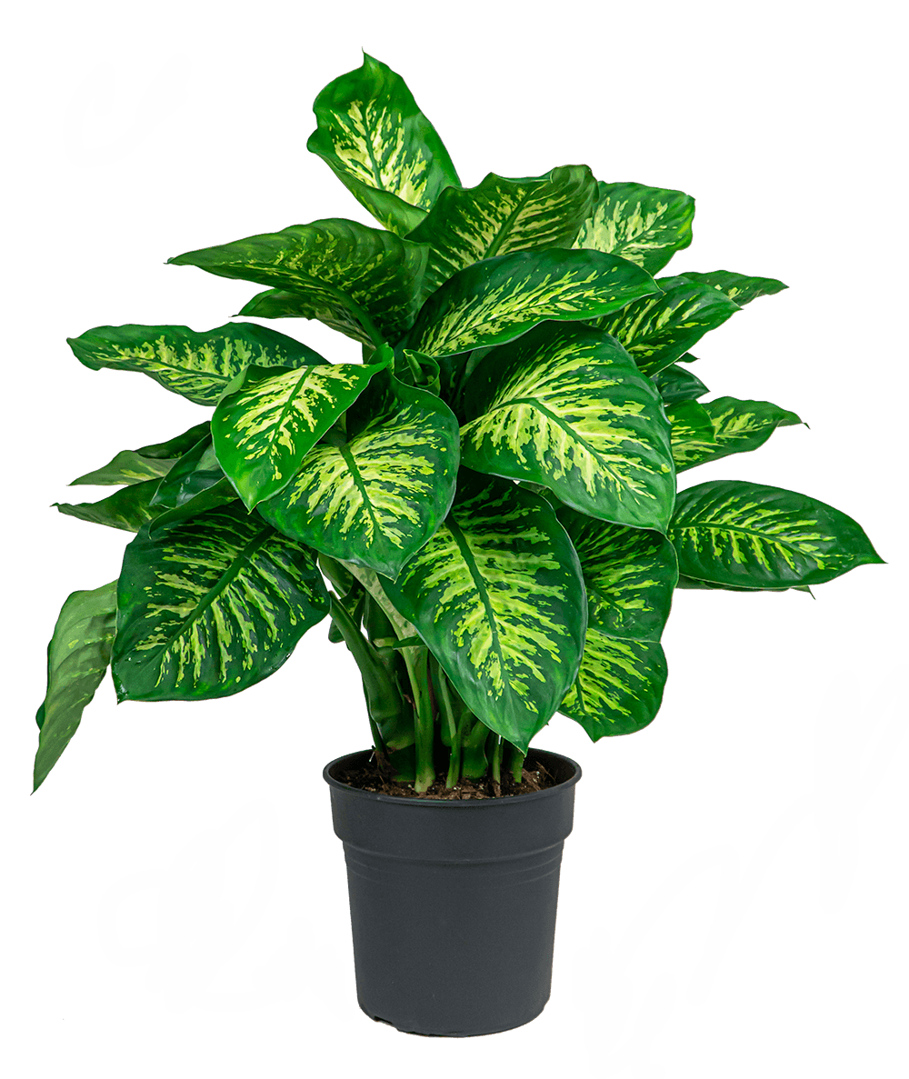 Verzorgingstips Dieffenbachia